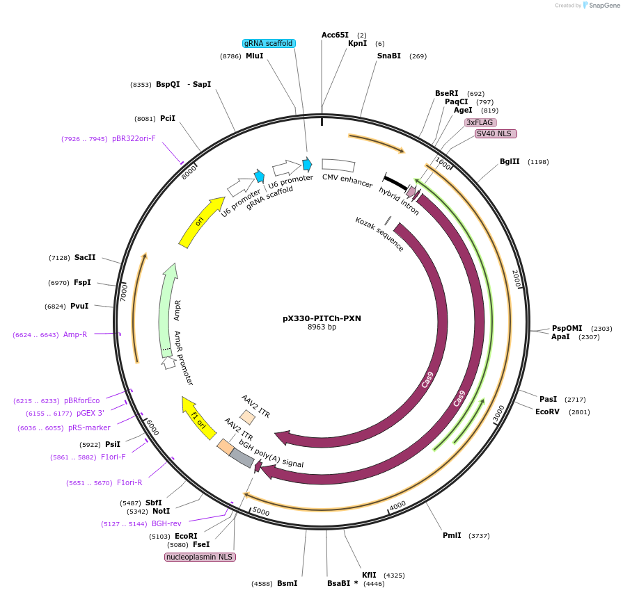 227315-plasmid-map-sequence-id-451696