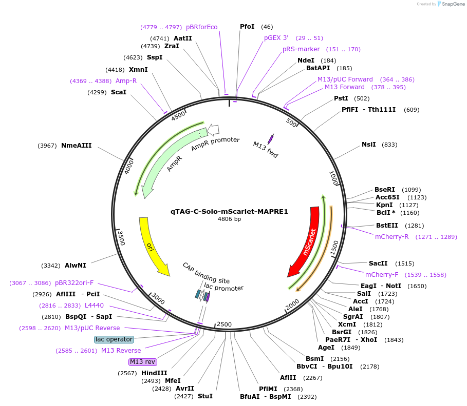 227323-plasmid-map-sequence-id-451725
