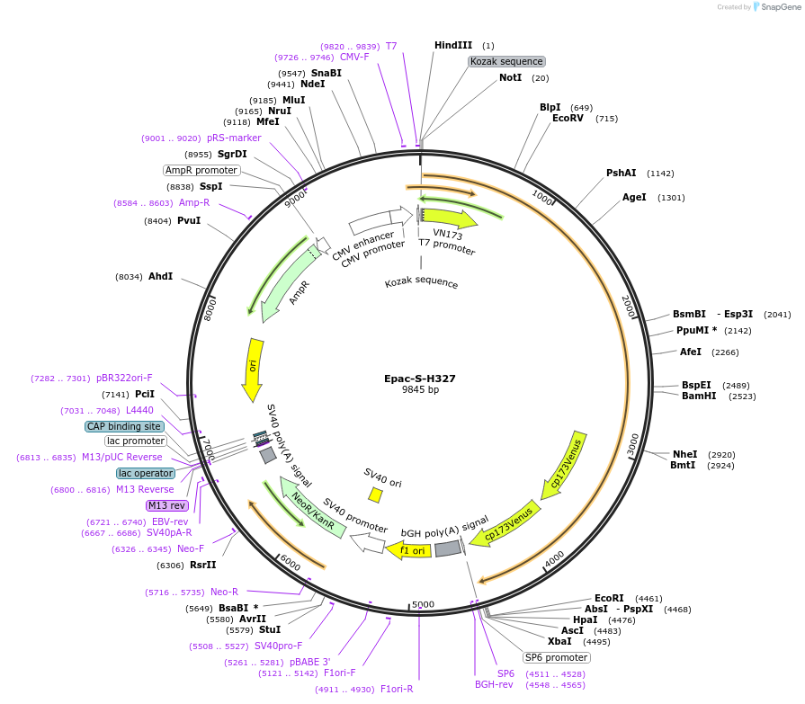 228243-plasmid-map-sequence-id-451727