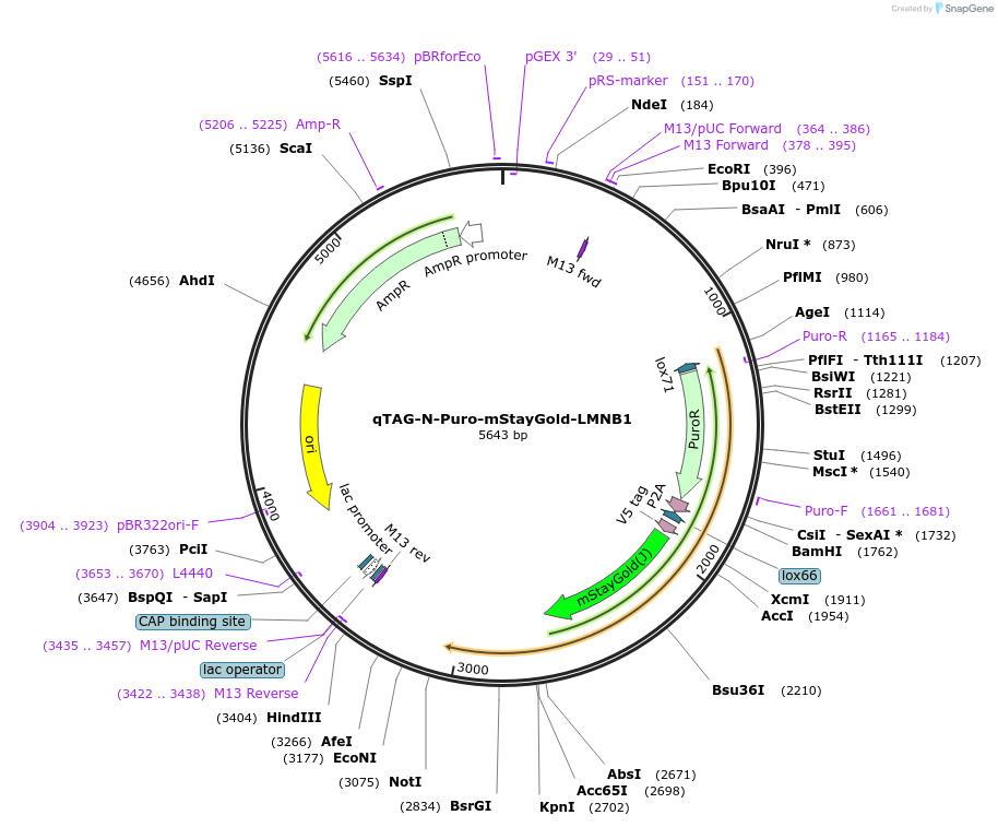 227329-plasmid-map-sequence-id-451729