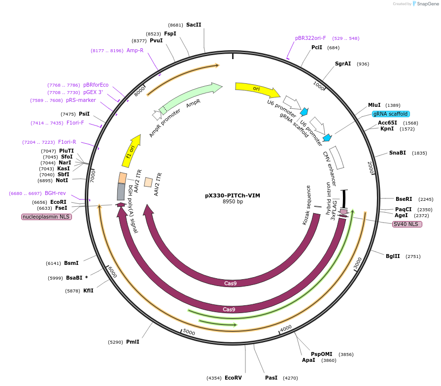 227301-plasmid-map-sequence-id-451733