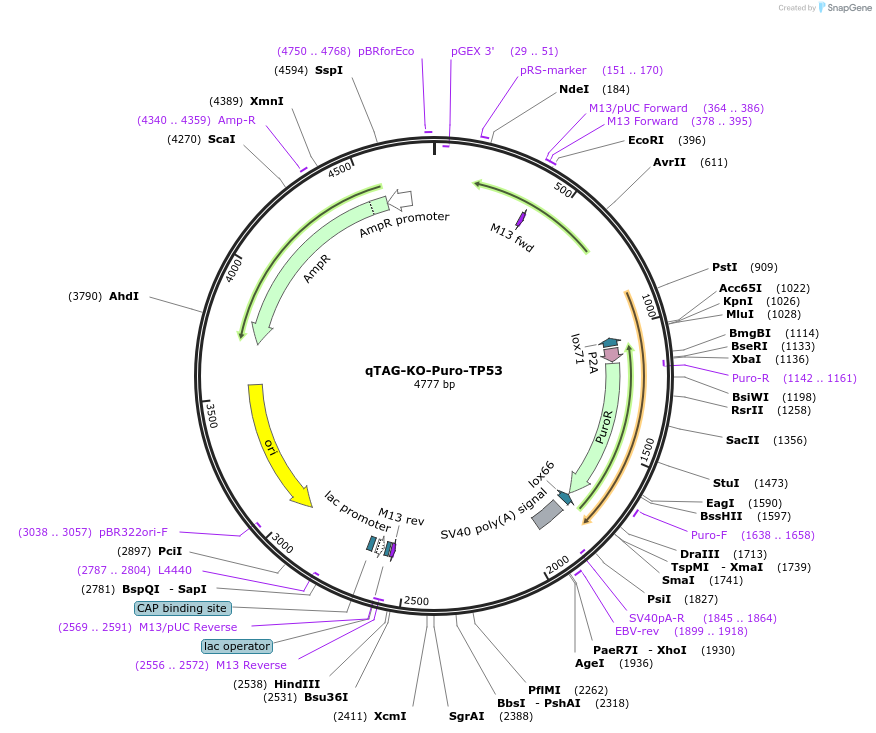 227319-plasmid-map-sequence-id-451734