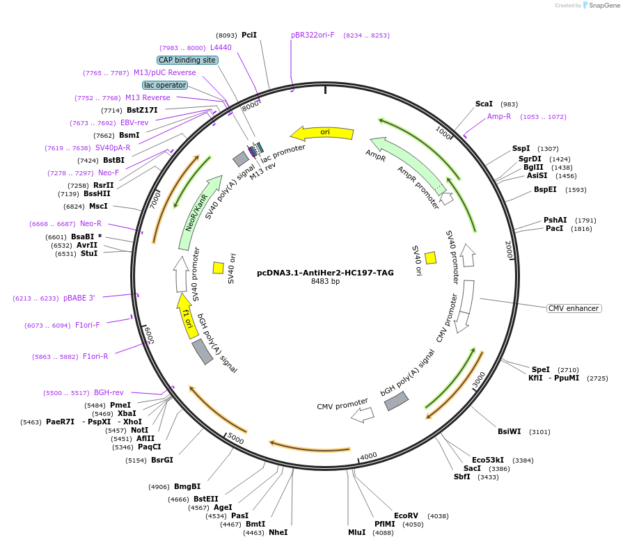 226838-plasmid-map-sequence-id-451747
