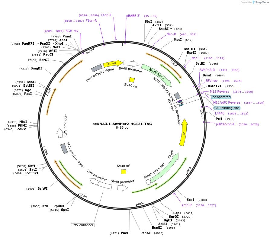 226836-plasmid-map-sequence-id-451750
