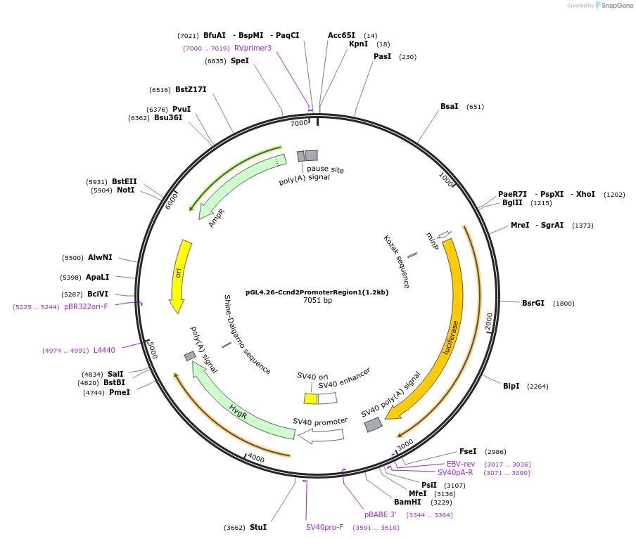 228058-plasmid-map-sequence-id-451756