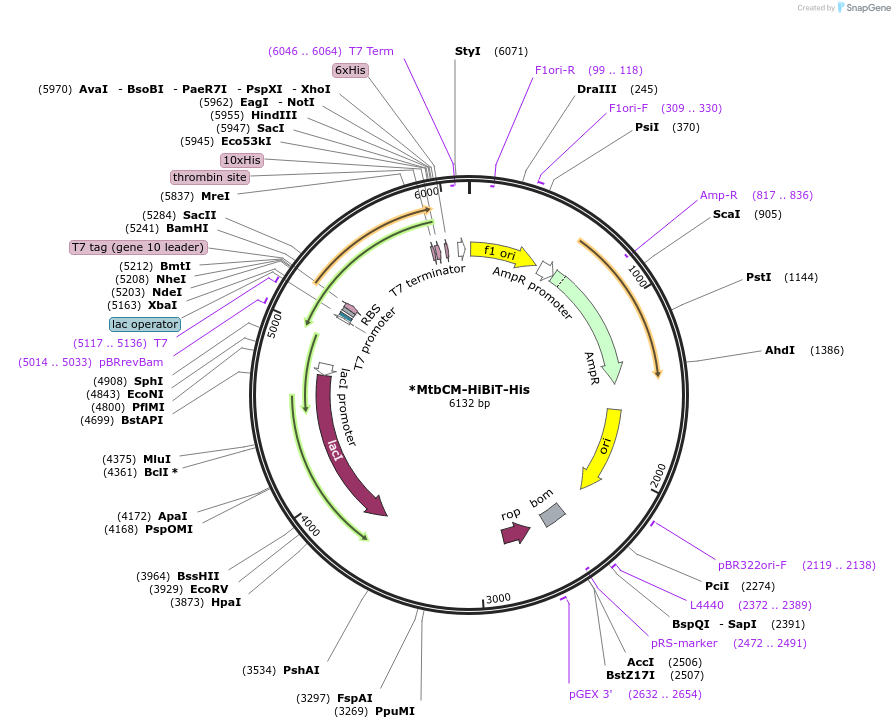 228028-plasmid-map-sequence-id-451757