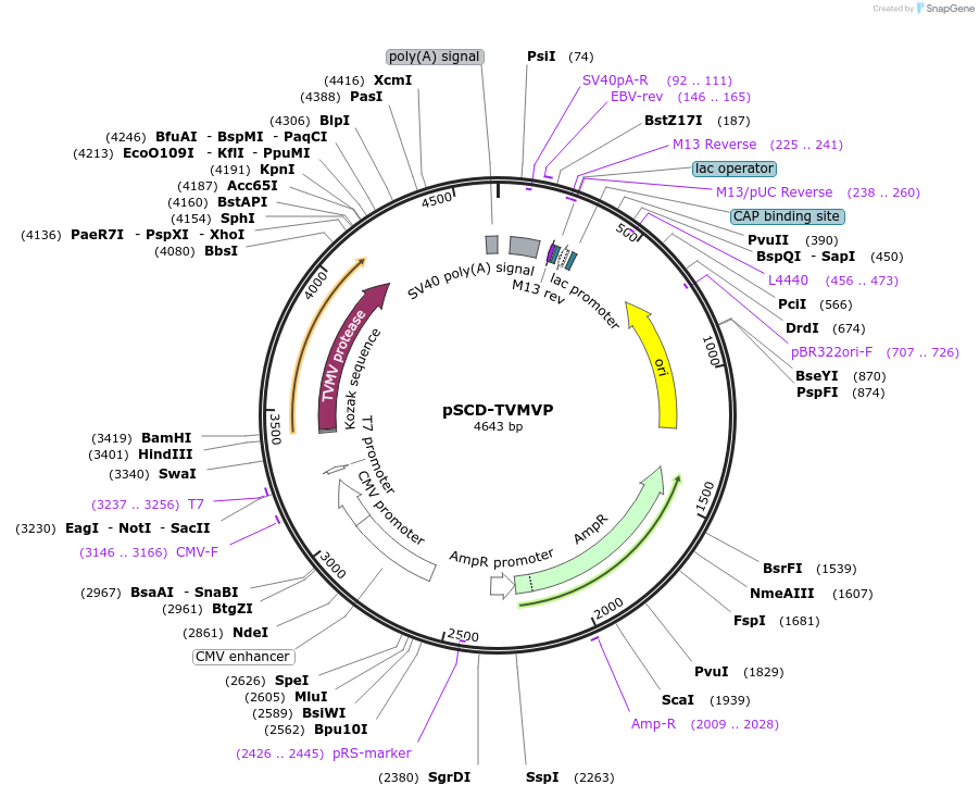 226226-plasmid-map-sequence-id-451759