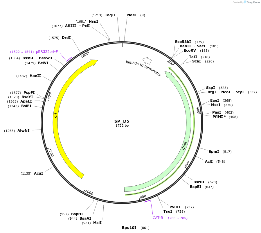228167-plasmid-map-sequence-id-451781