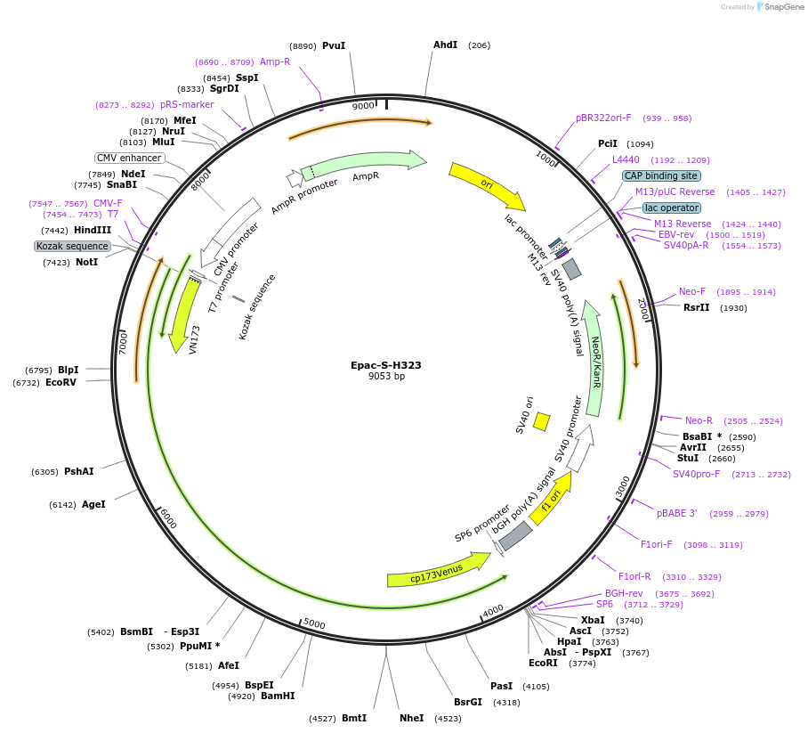228247-plasmid-map-sequence-id-451793