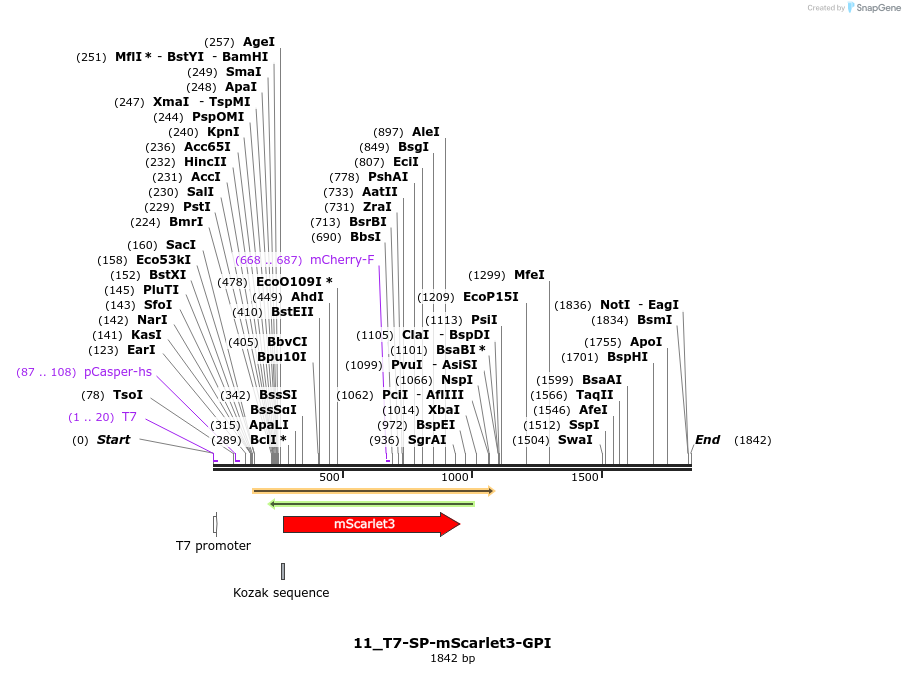 451795_map