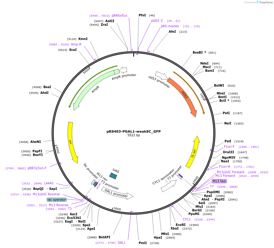 22315-plasmid-map-sequence-id-45183