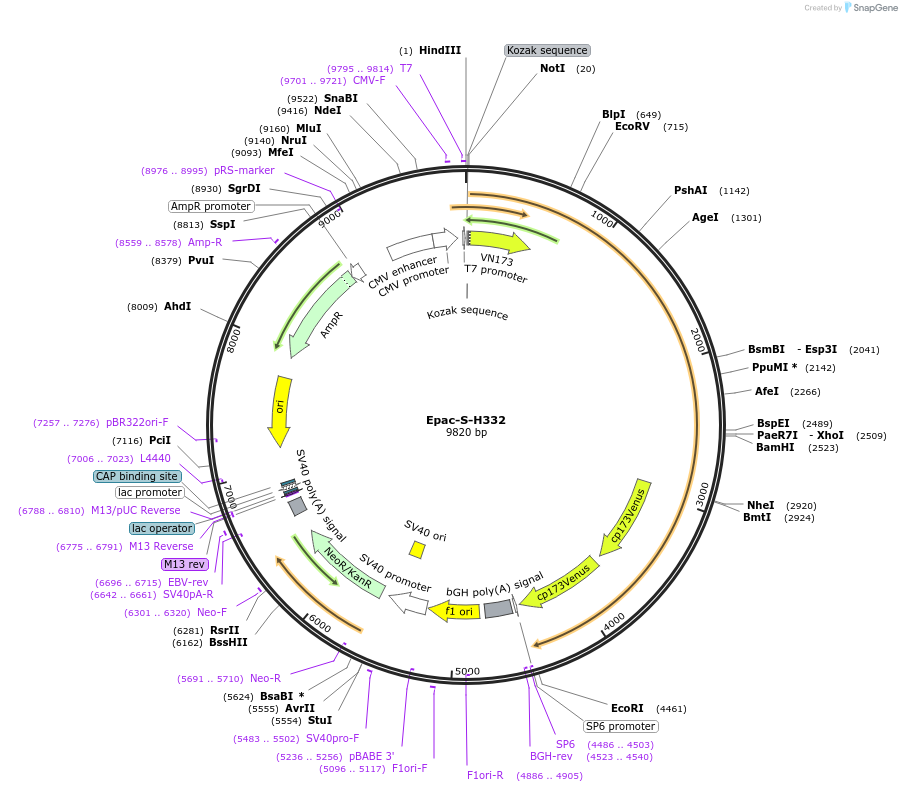 228250-plasmid-map-sequence-id-451844