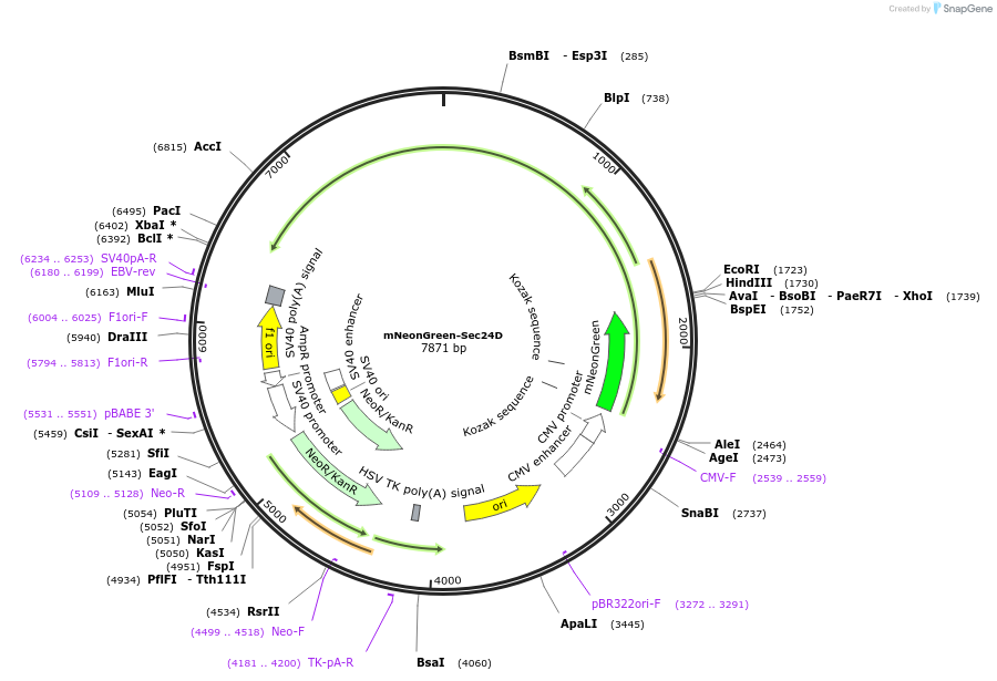 226581-plasmid-map-sequence-id-451846