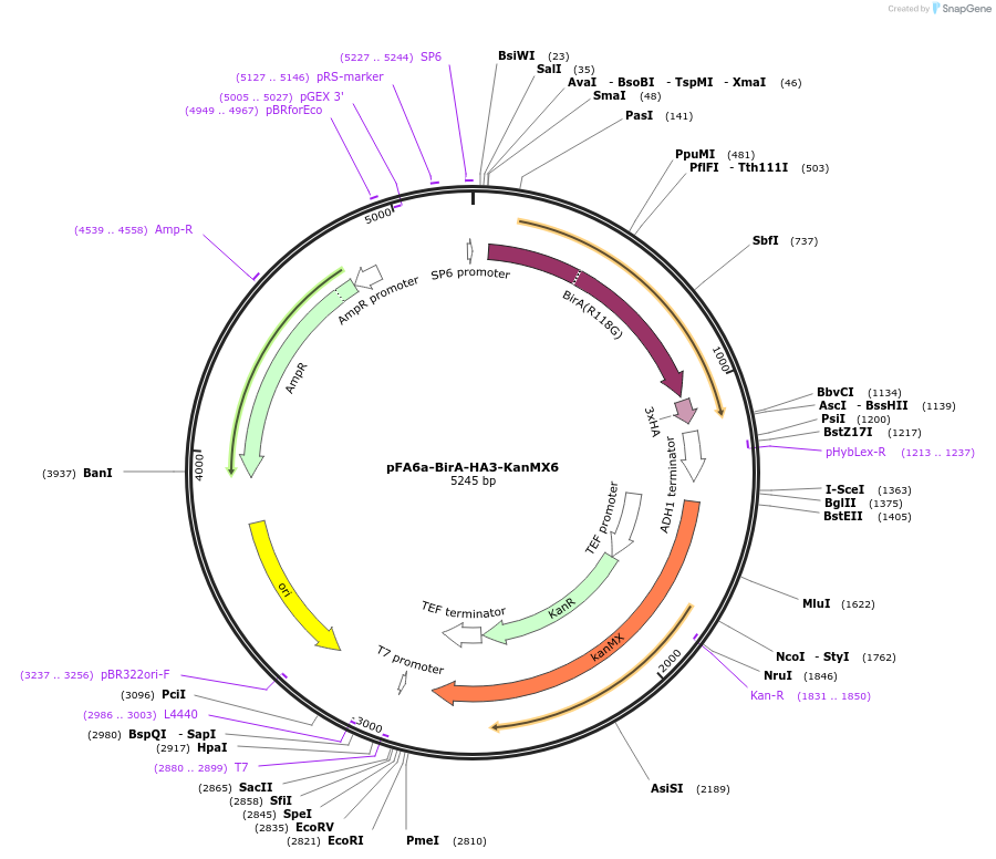 227974-plasmid-map-sequence-id-451852