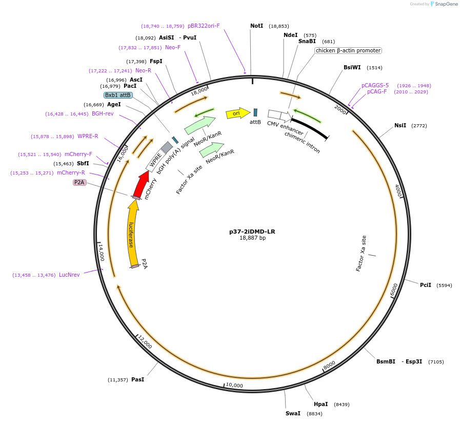 88892-plasmid-map-sequence-id-451853