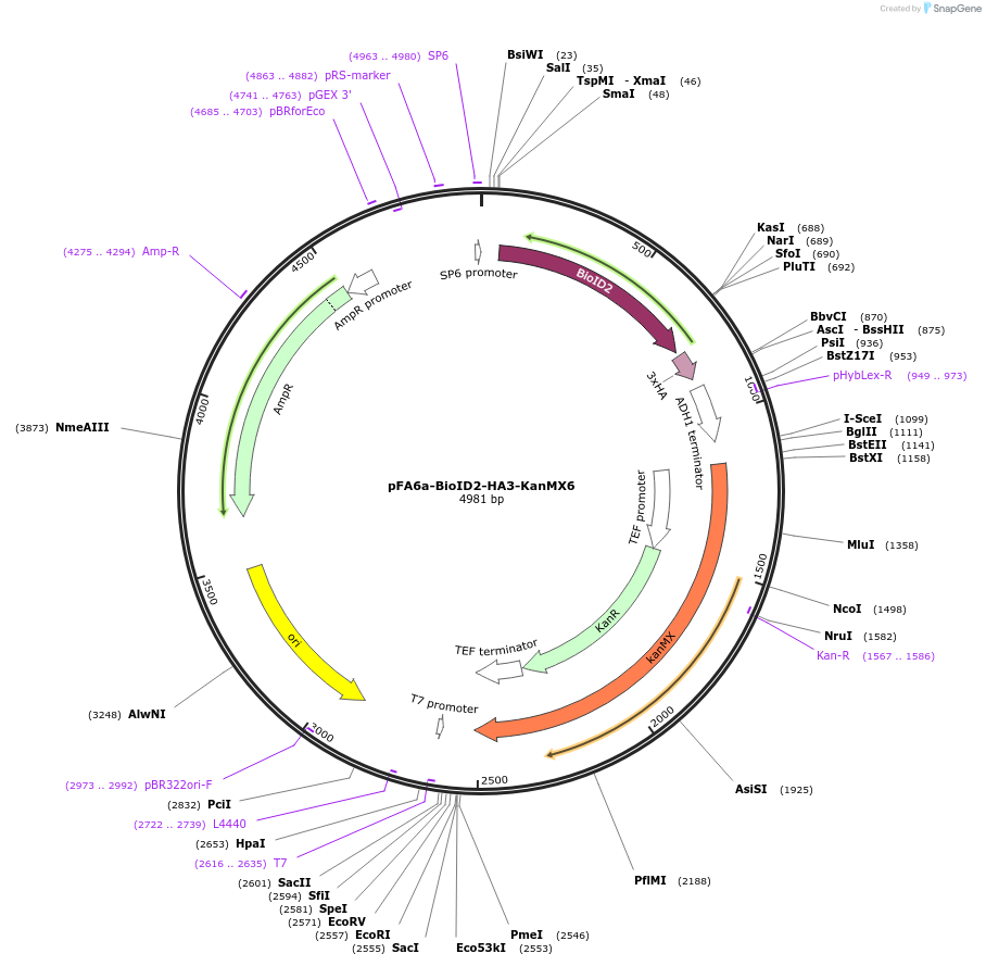 227976-plasmid-map-sequence-id-451855