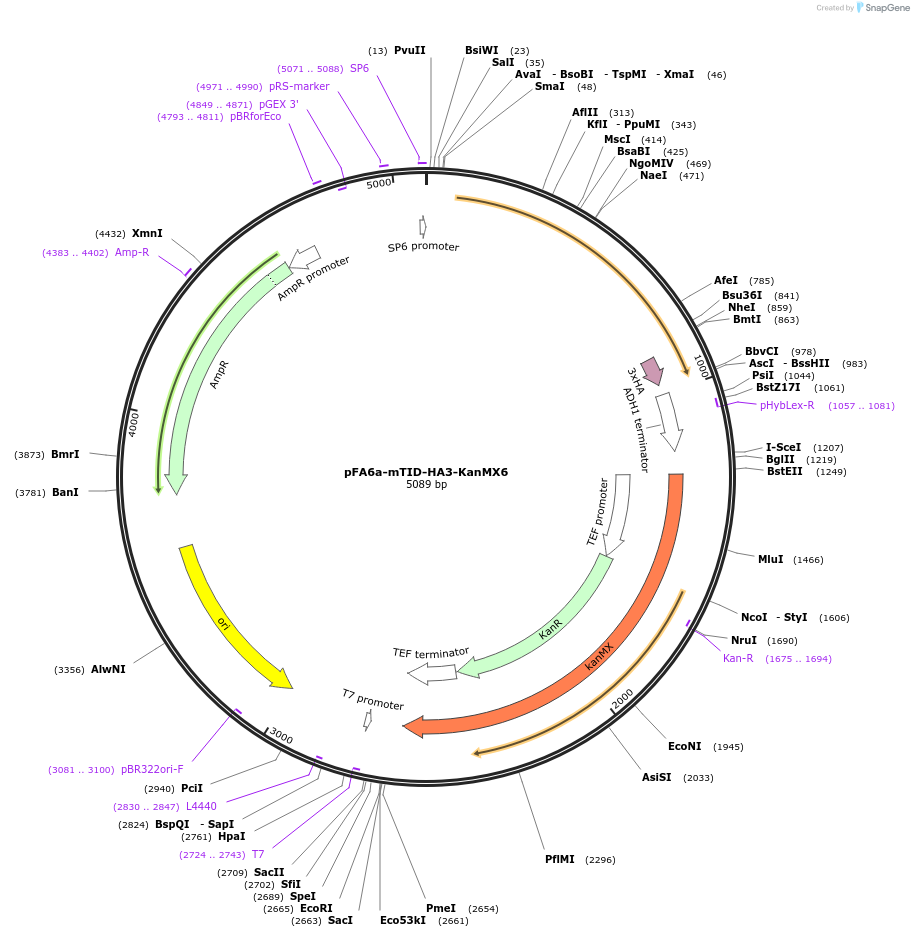 227982-plasmid-map-sequence-id-451858