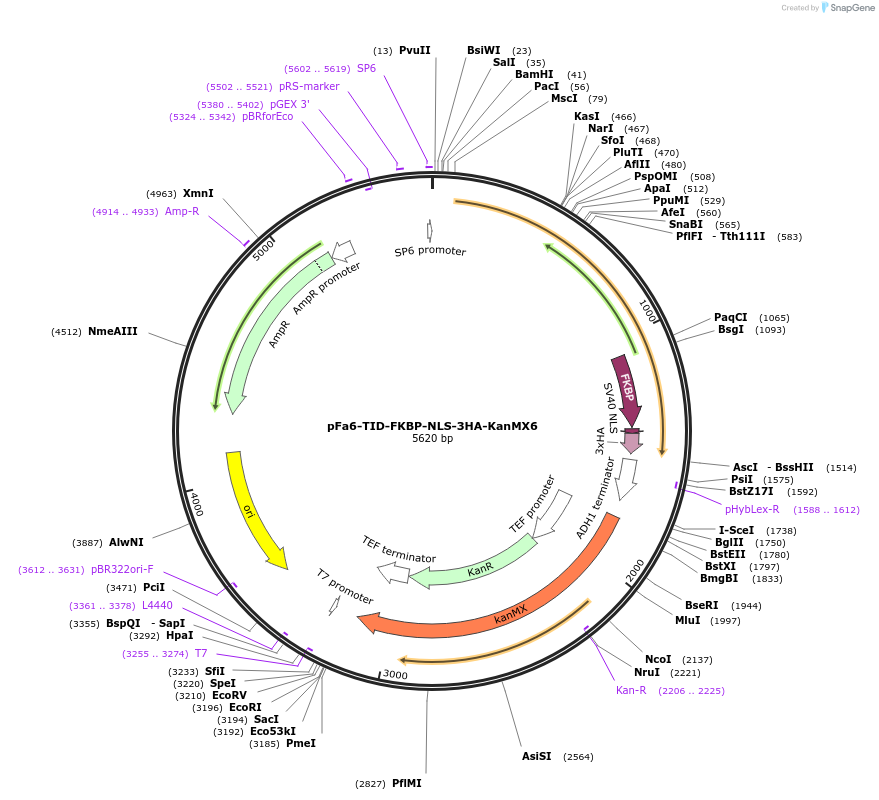228026-plasmid-map-sequence-id-451859