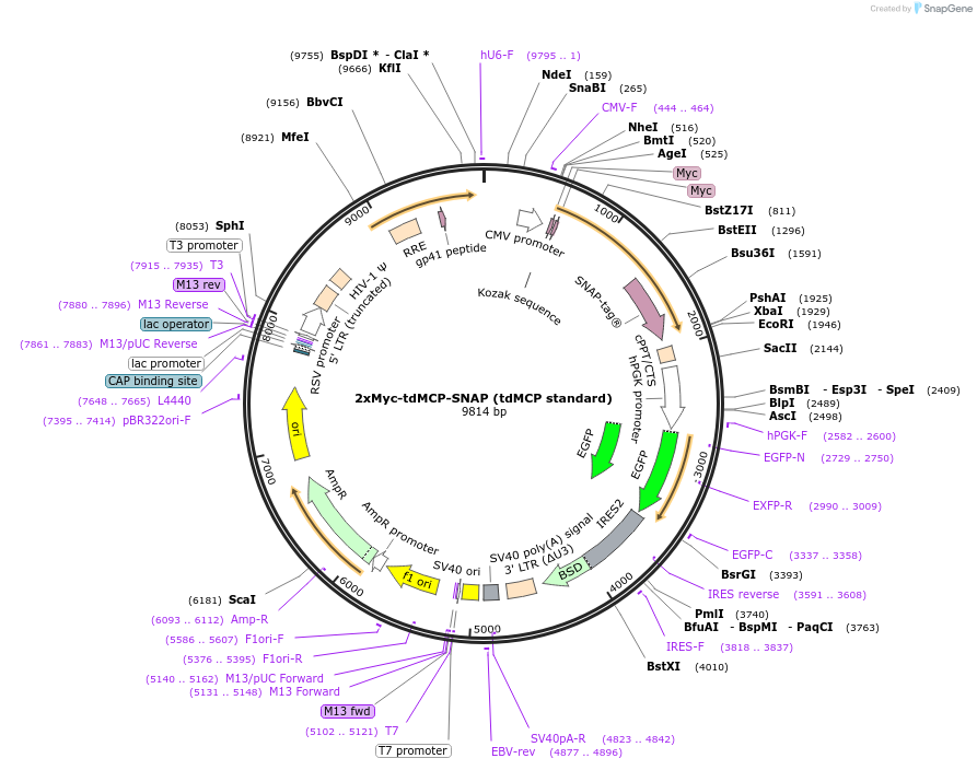226291-plasmid-map-sequence-id-451886
