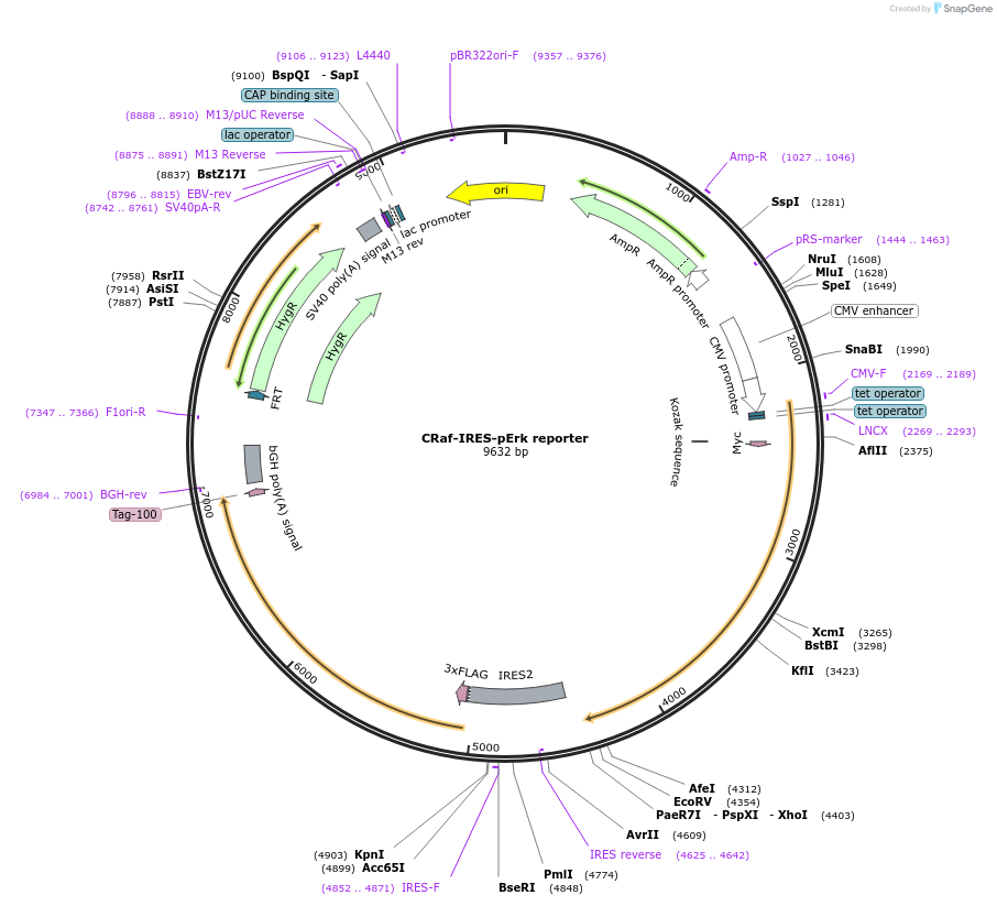 226170-plasmid-map-sequence-id-451887
