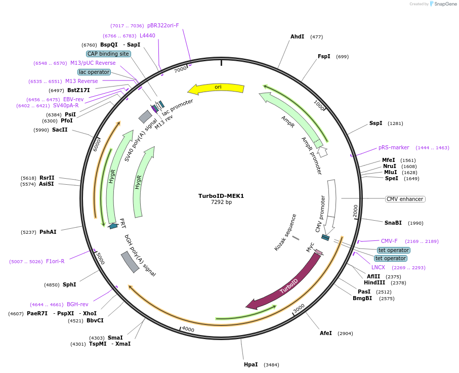 226169-plasmid-map-sequence-id-451888