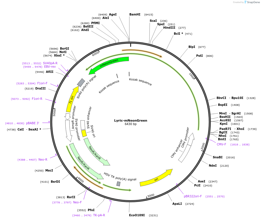 226562-plasmid-map-sequence-id-451889