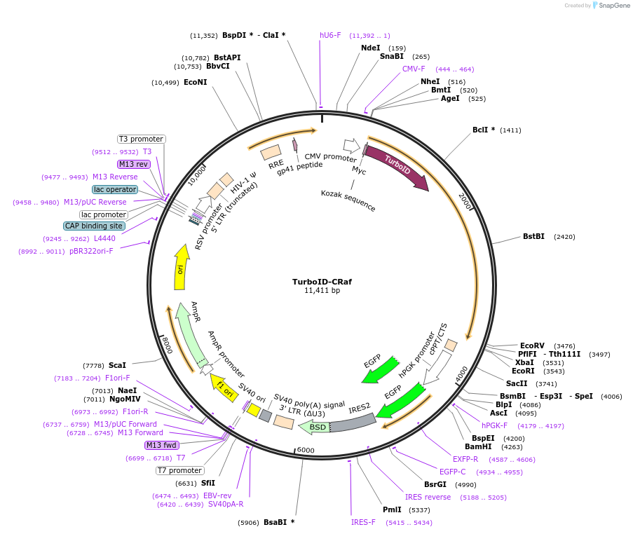 226168-plasmid-map-sequence-id-451891