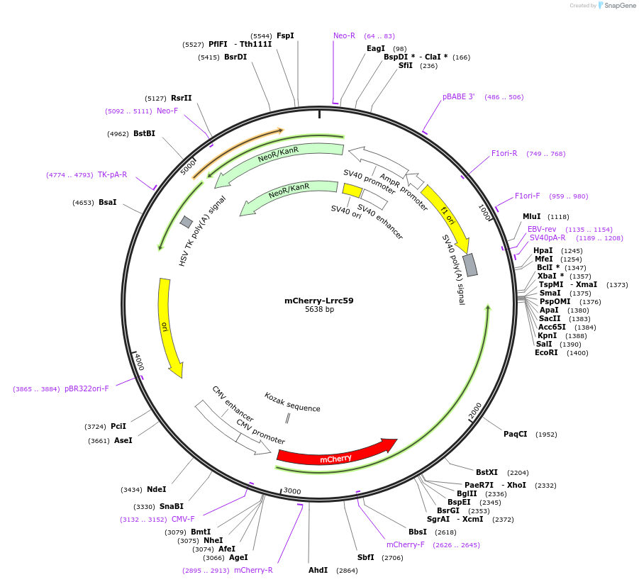 226565-plasmid-map-sequence-id-451894