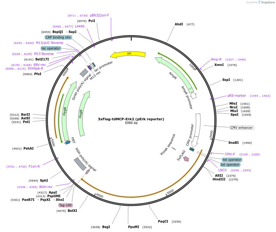 226167-plasmid-map-sequence-id-451895