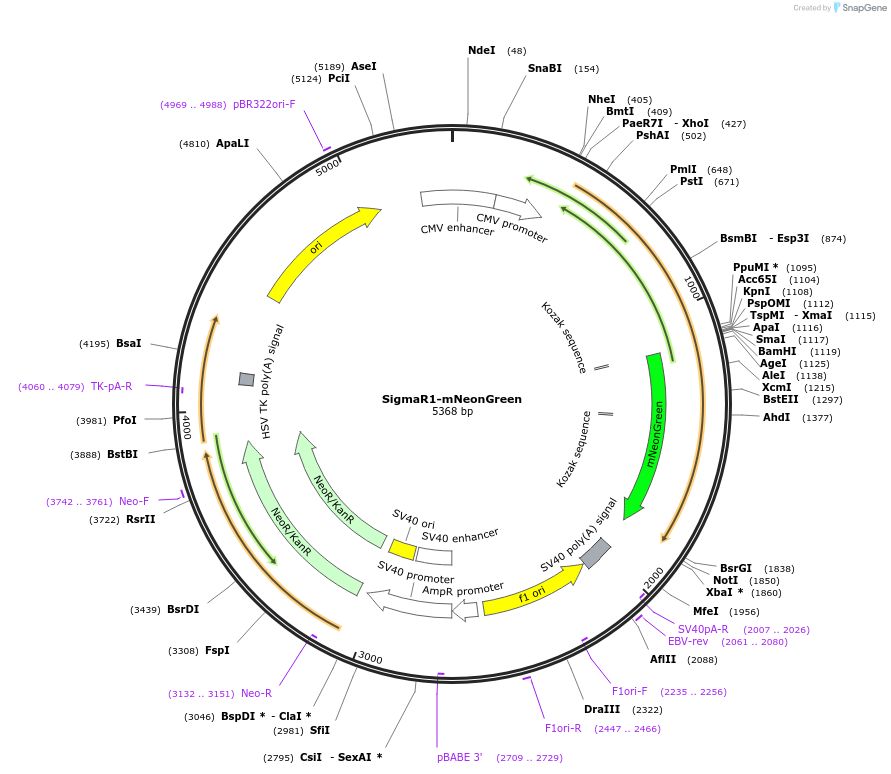 226566-plasmid-map-sequence-id-451896