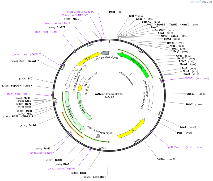 226568-plasmid-map-sequence-id-451897