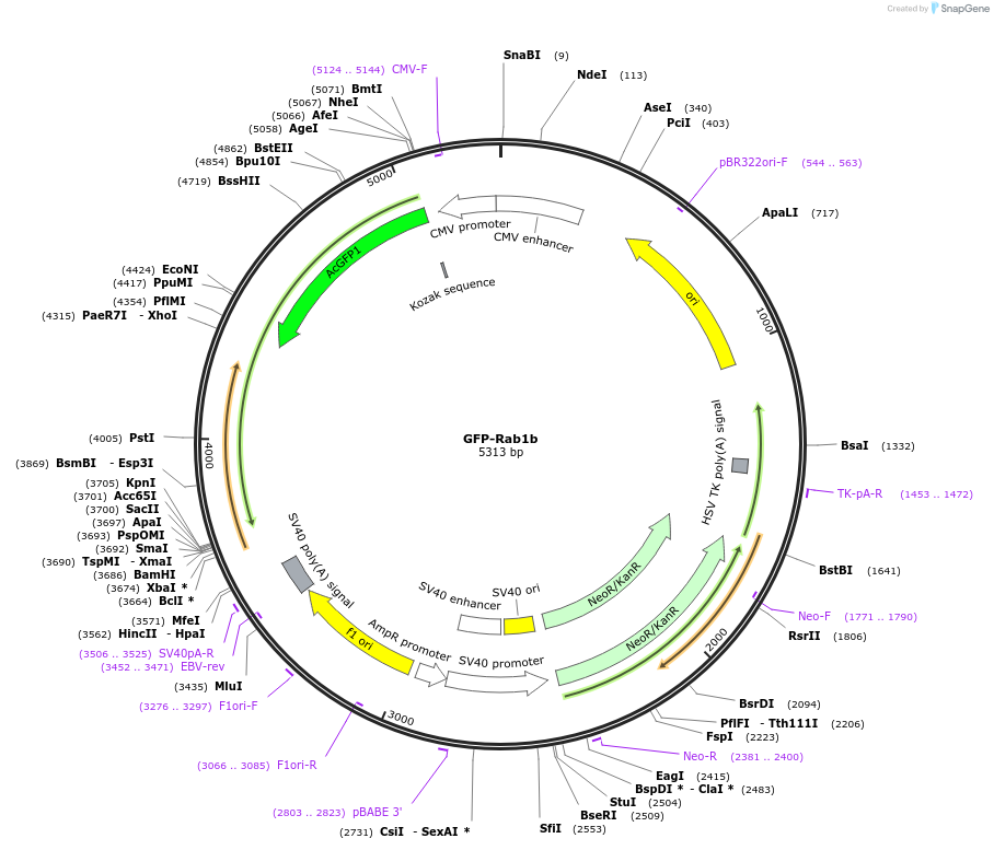 226579-plasmid-map-sequence-id-451898