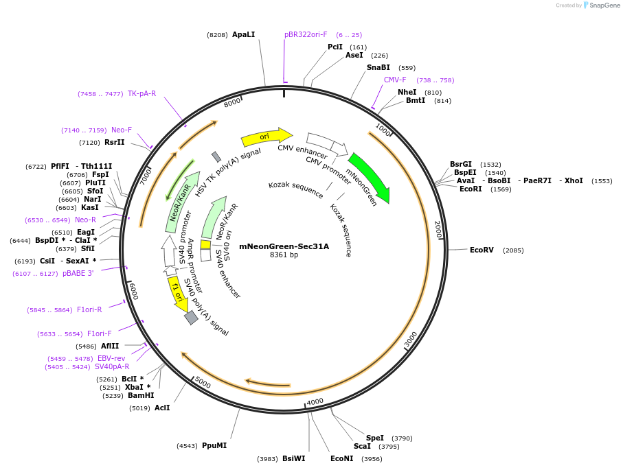 226582-plasmid-map-sequence-id-451899