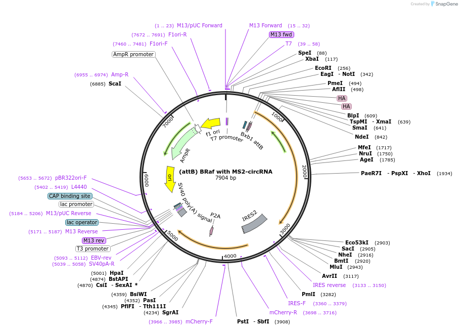 226164-plasmid-map-sequence-id-451902