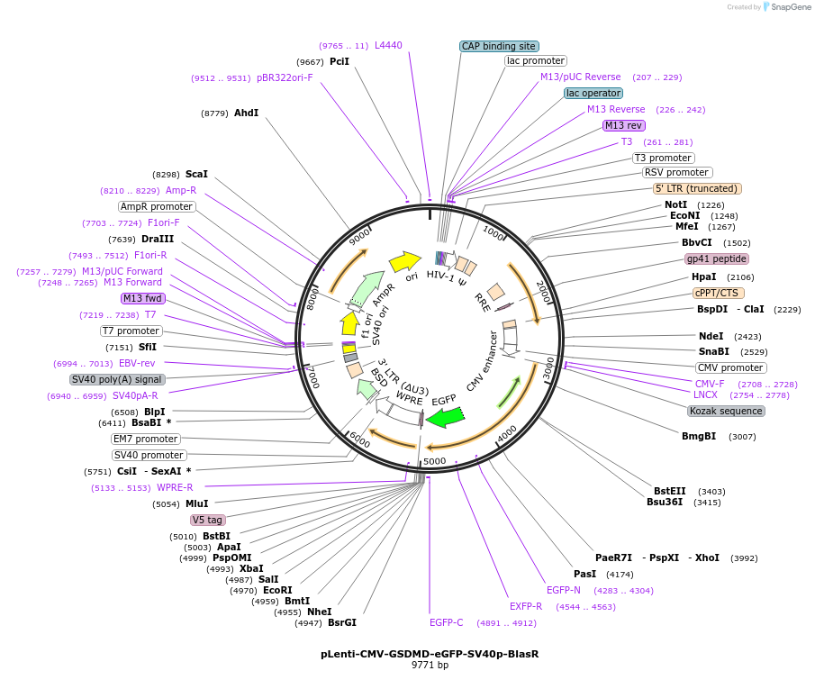 228254-plasmid-map-sequence-id-451907