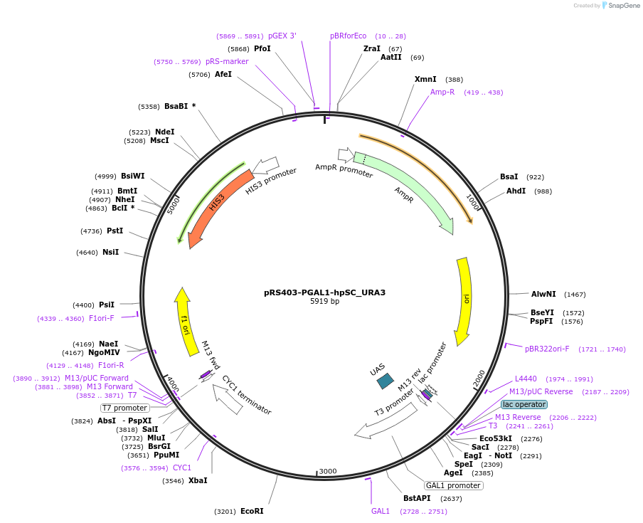 22317-plasmid-map-sequence-id-45191