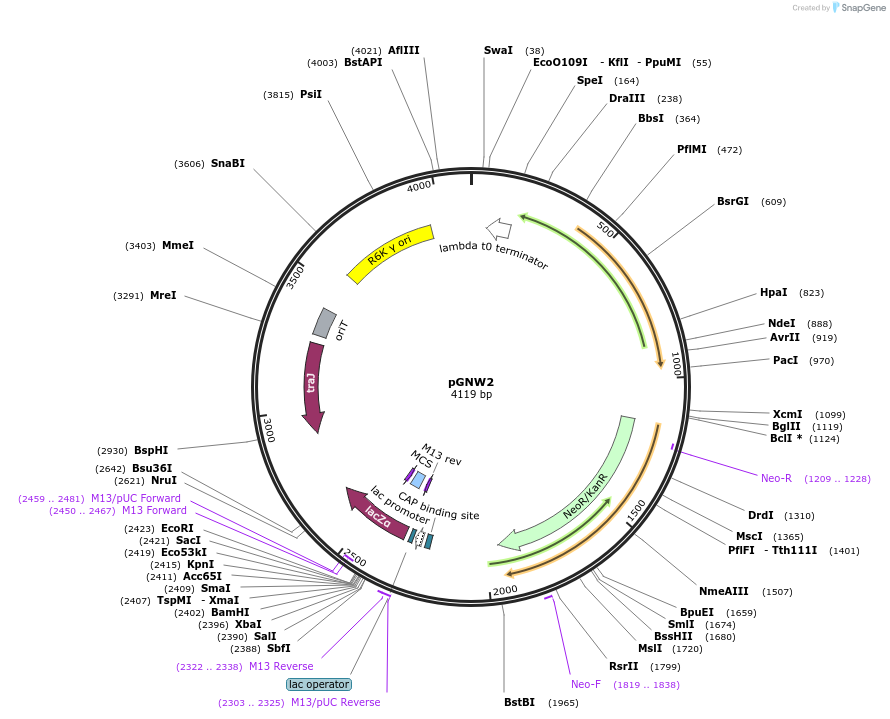 122086-plasmid-map-sequence-id-451911