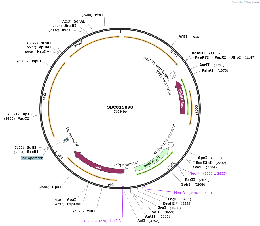226285-plasmid-map-sequence-id-451912