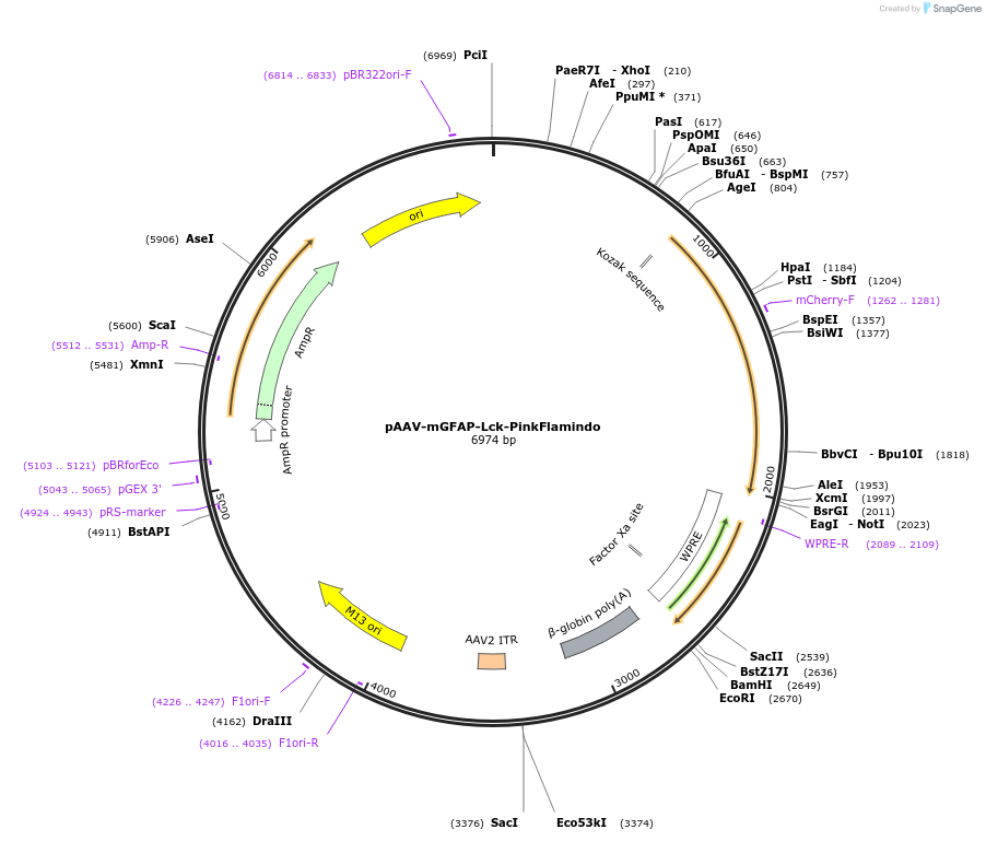 228394-plasmid-map-sequence-id-451914