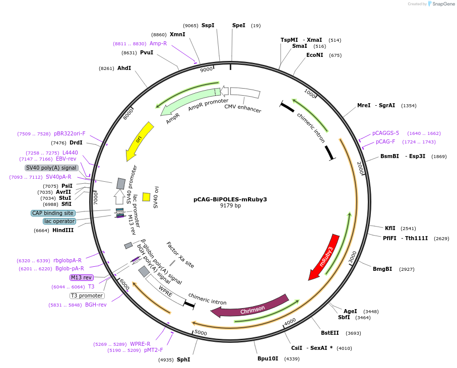 227780-plasmid-map-sequence-id-451923