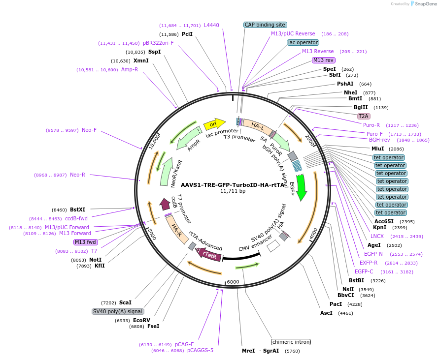 226996-plasmid-map-sequence-id-451925