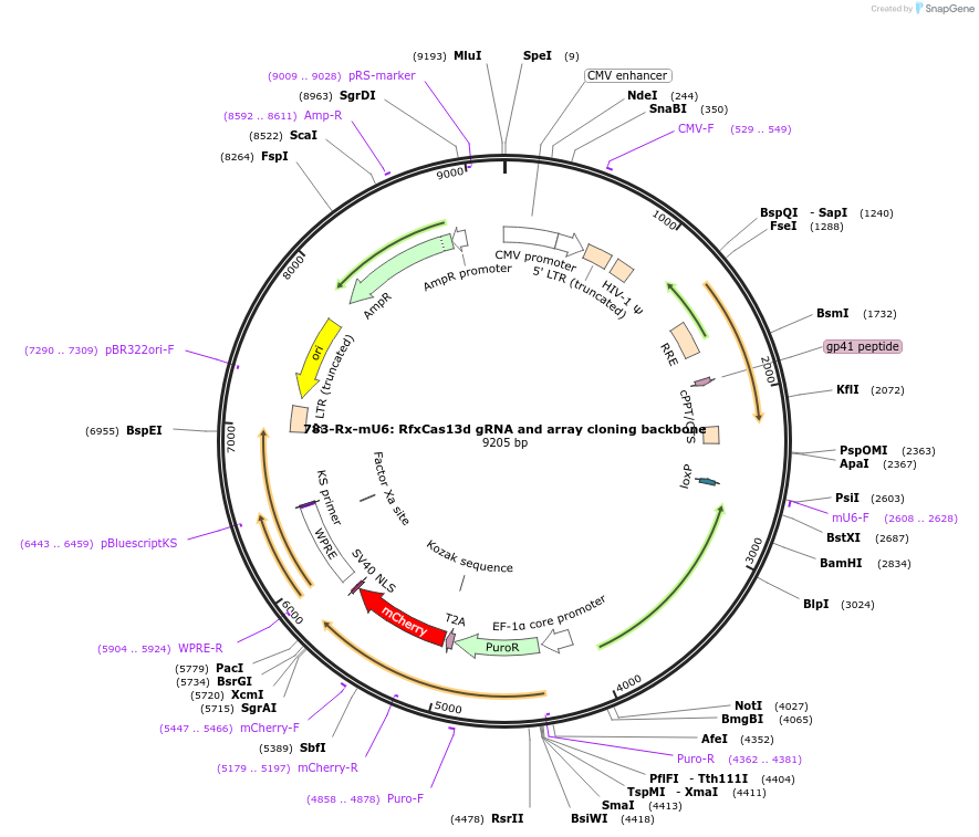 228361-plasmid-map-sequence-id-451930