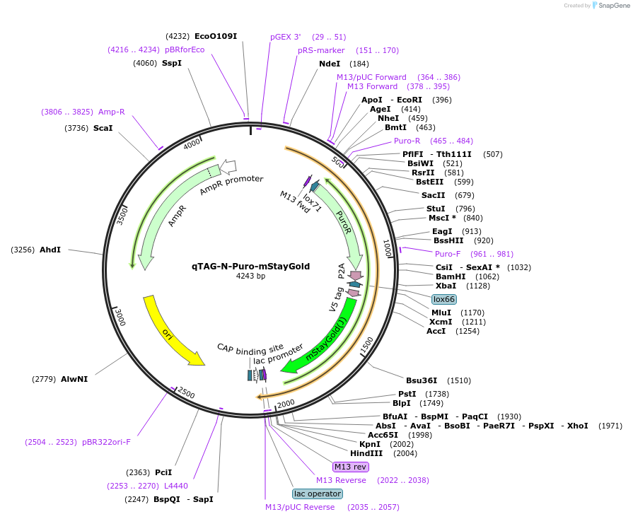 227250-plasmid-map-sequence-id-451977