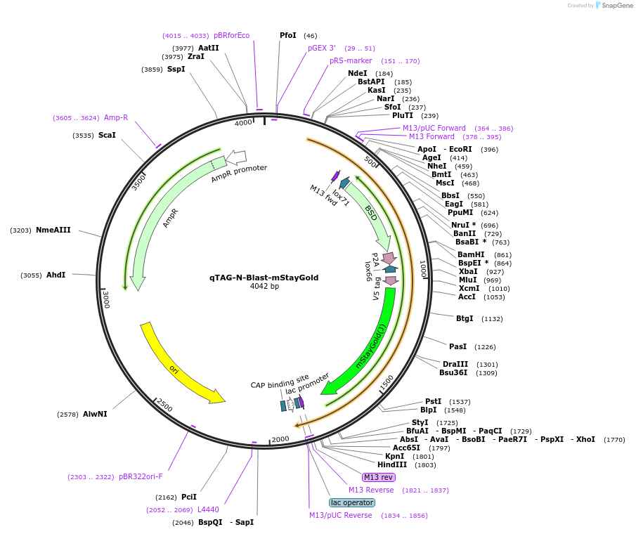 227251-plasmid-map-sequence-id-451978