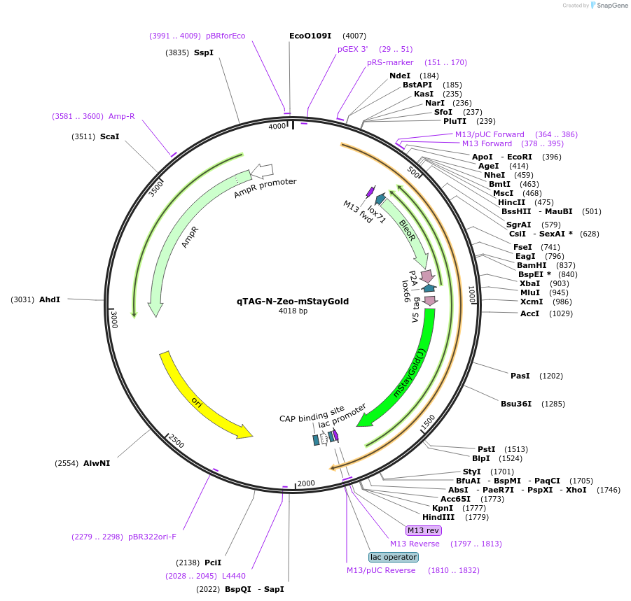 227252-plasmid-map-sequence-id-451979
