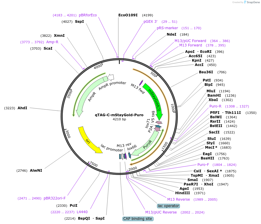 227253-plasmid-map-sequence-id-451980