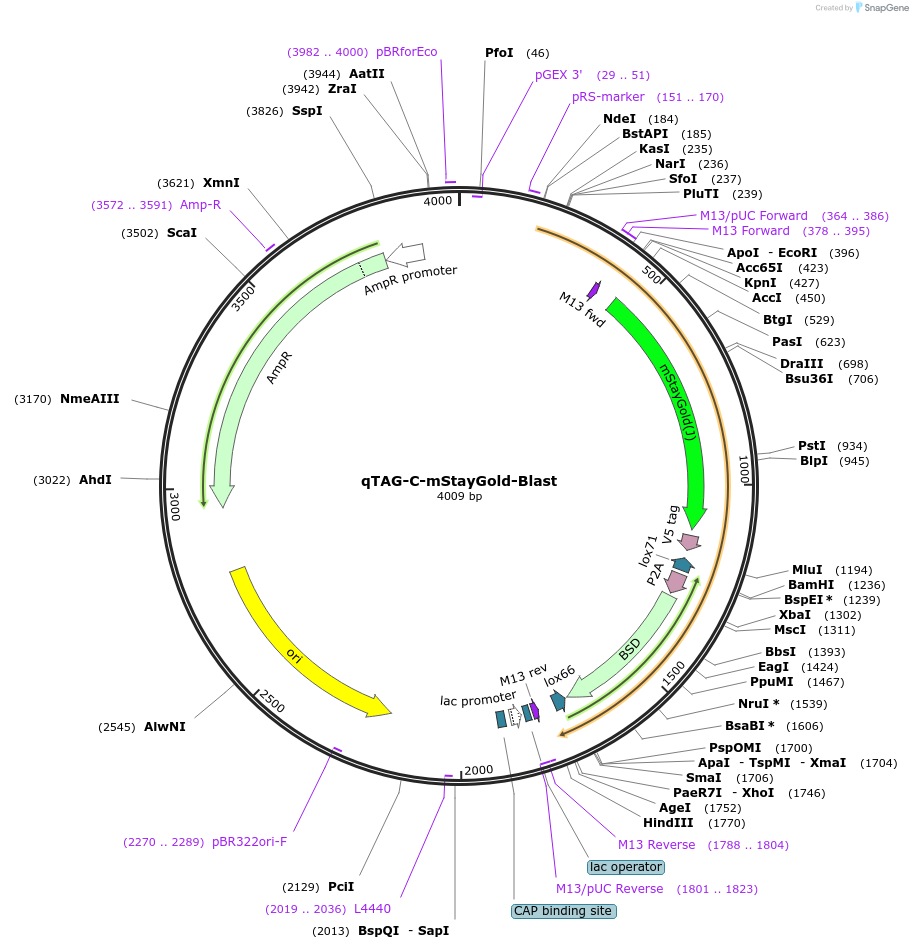 227254-plasmid-map-sequence-id-451983