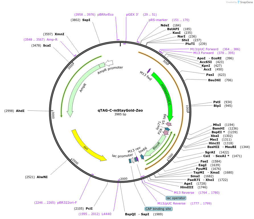 227255-plasmid-map-sequence-id-451987