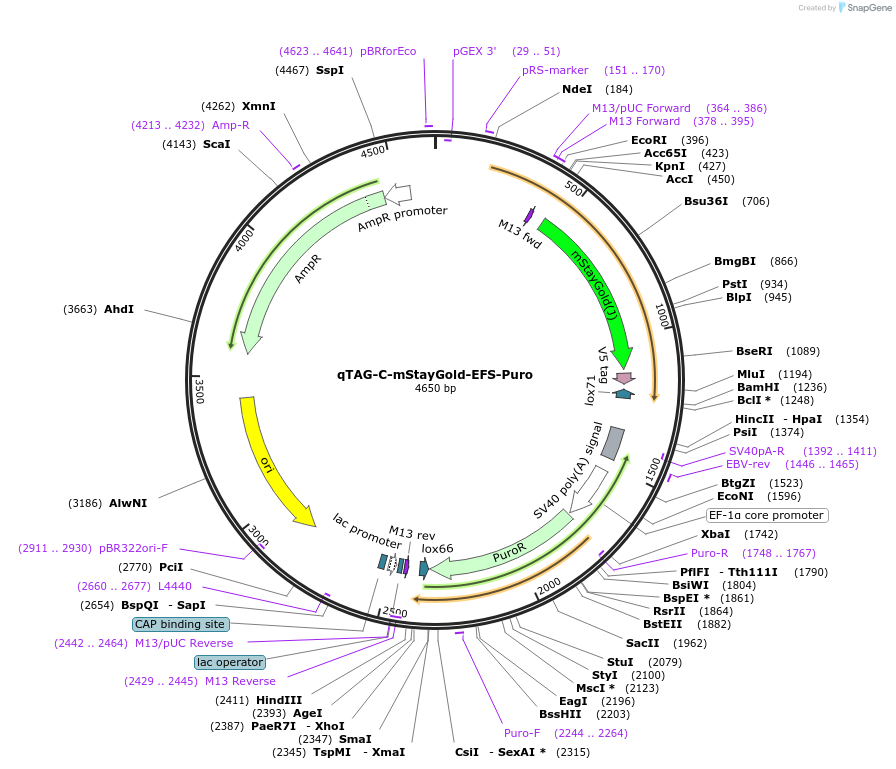 227256-plasmid-map-sequence-id-451990