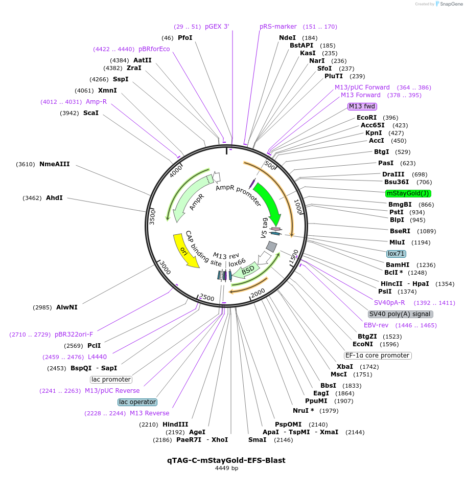 227257-plasmid-map-sequence-id-451993